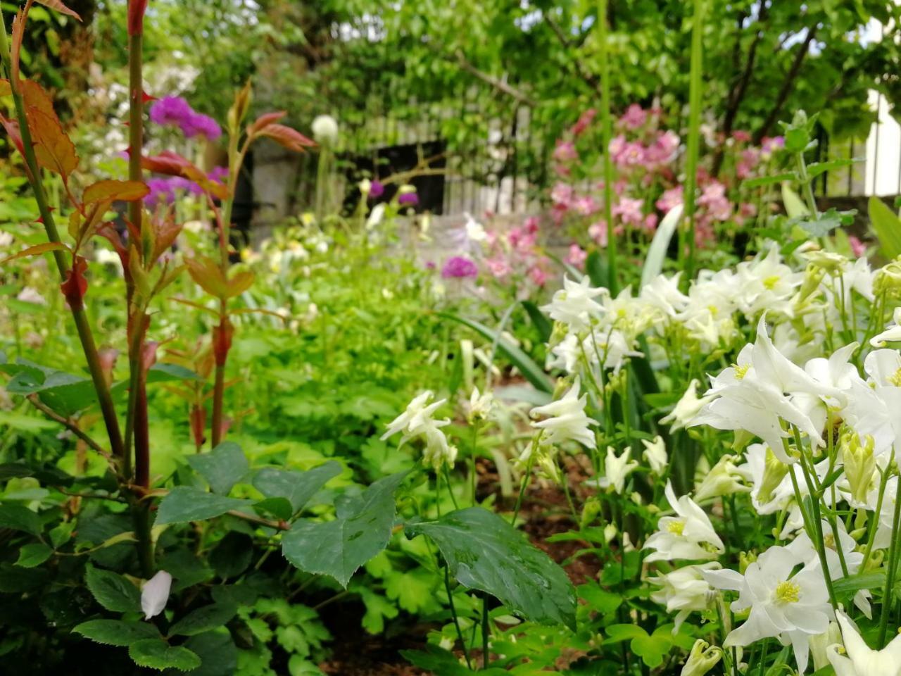 Le Petit Chateau Ginoles ภายนอก รูปภาพ